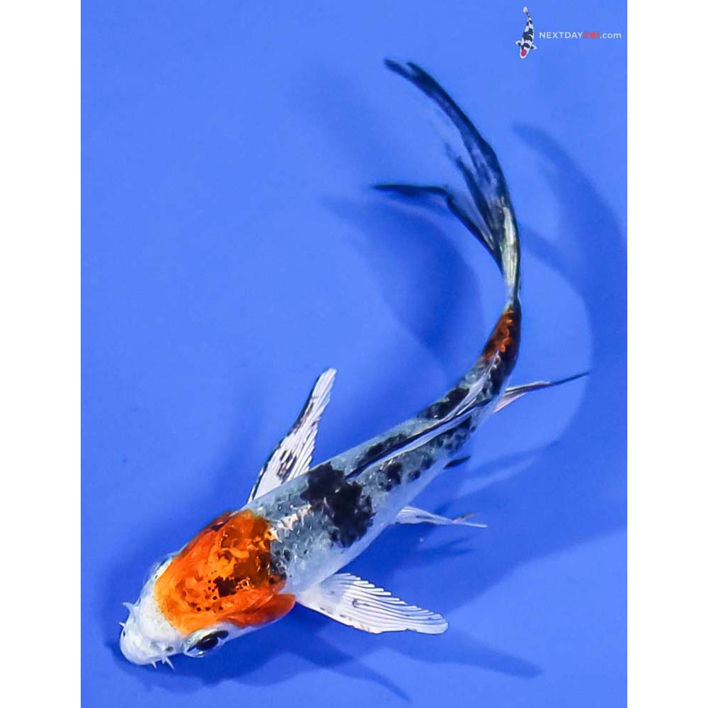 3” Imported Yamato Nishiki Butterfly Koi
