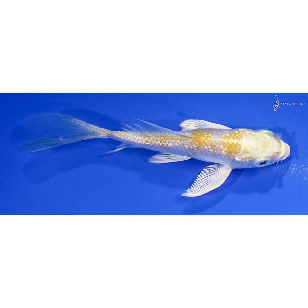 3.5” Imported Gin Rin Lemon Hariwake Butterfly Koi