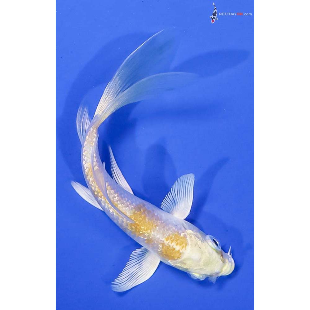 3.5” Imported Gin Rin Lemon Hariwake Butterfly Koi