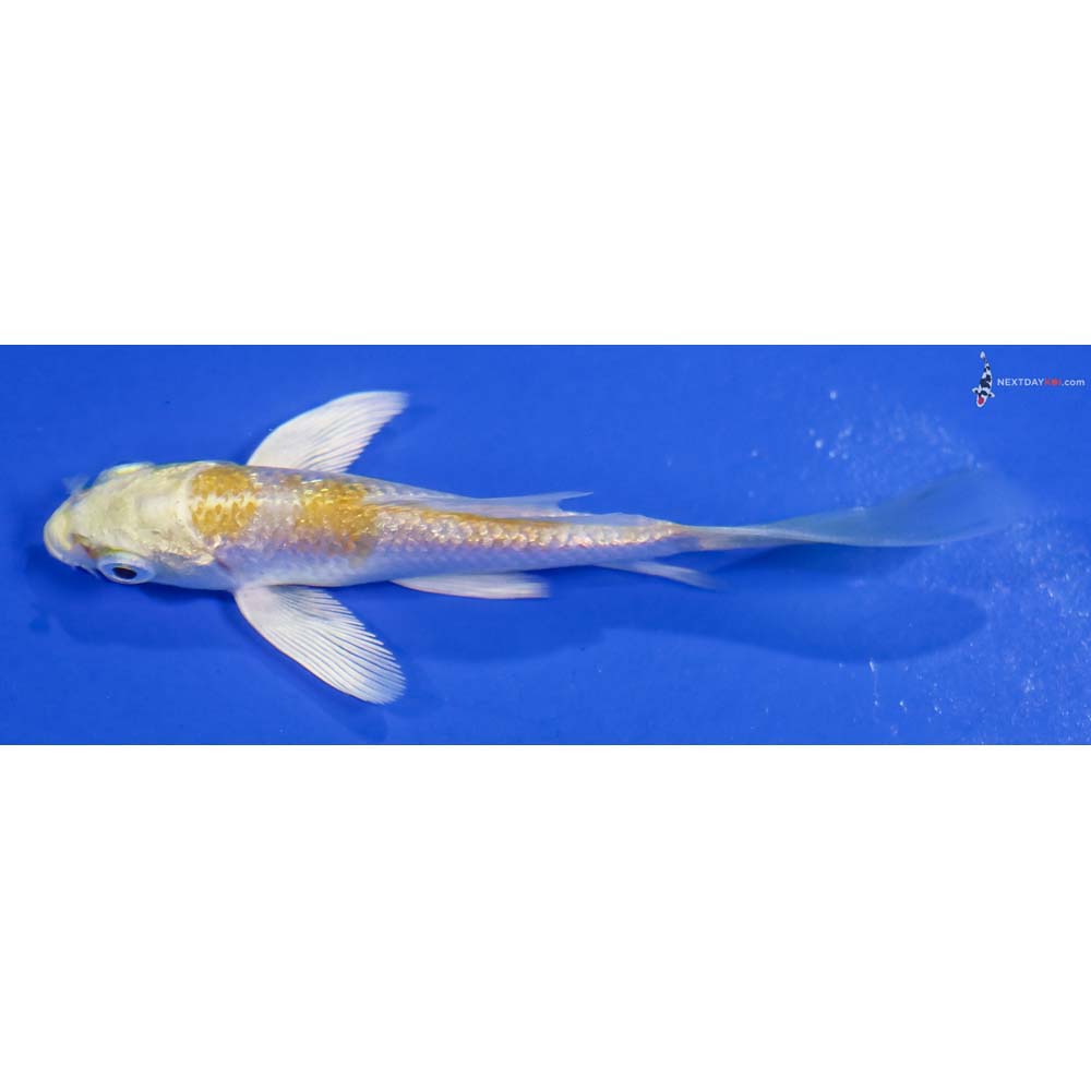 3.5” Imported Gin Rin Lemon Hariwake Butterfly Koi
