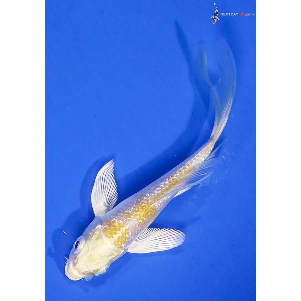 3.5” Imported Gin Rin Lemon Hariwake Butterfly Koi