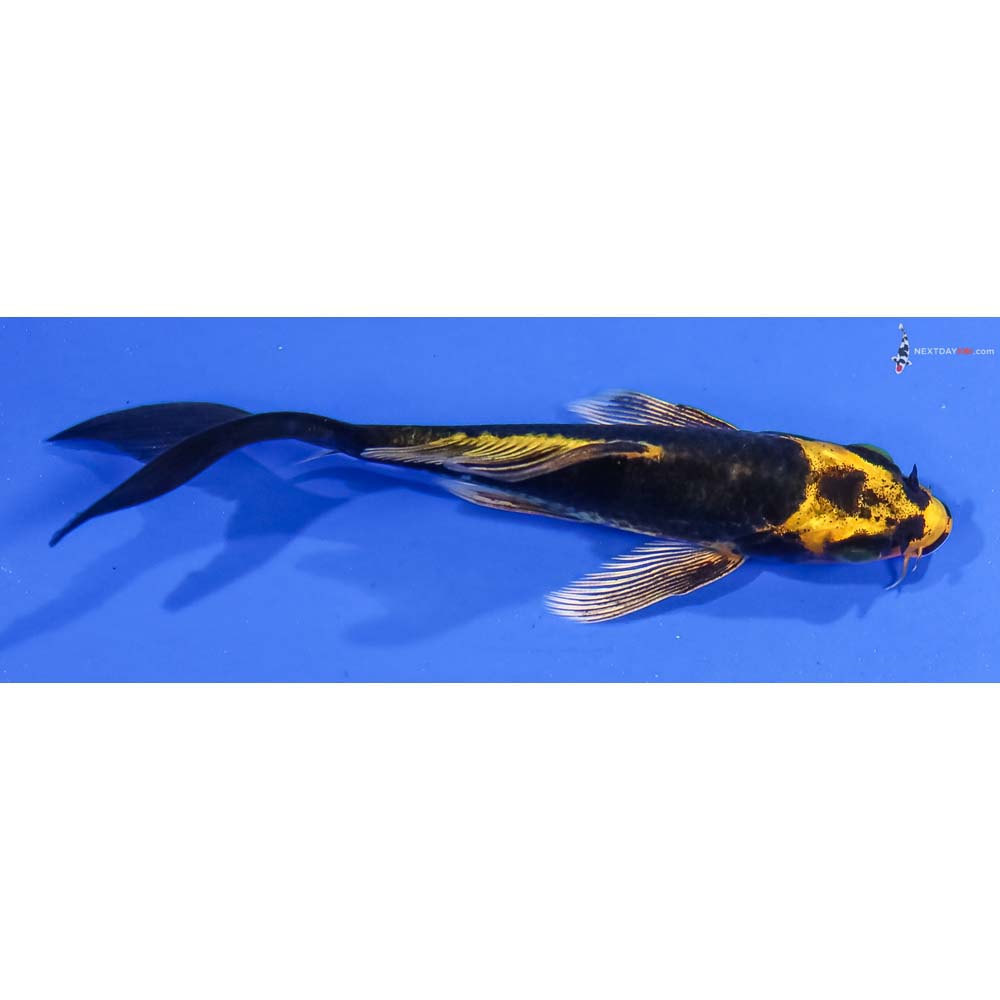 4” Imported Ki Matsuba Butterfly Koi
