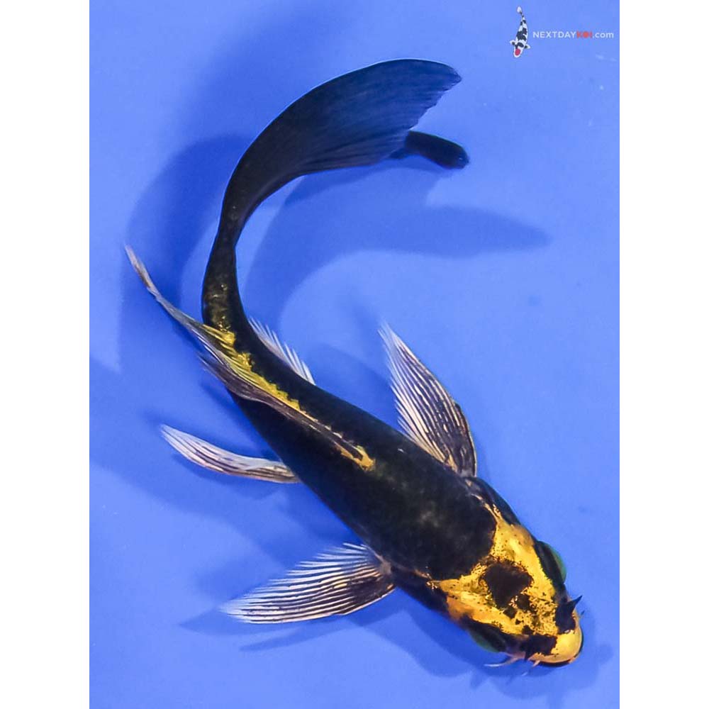 4” Imported Ki Matsuba Butterfly Koi