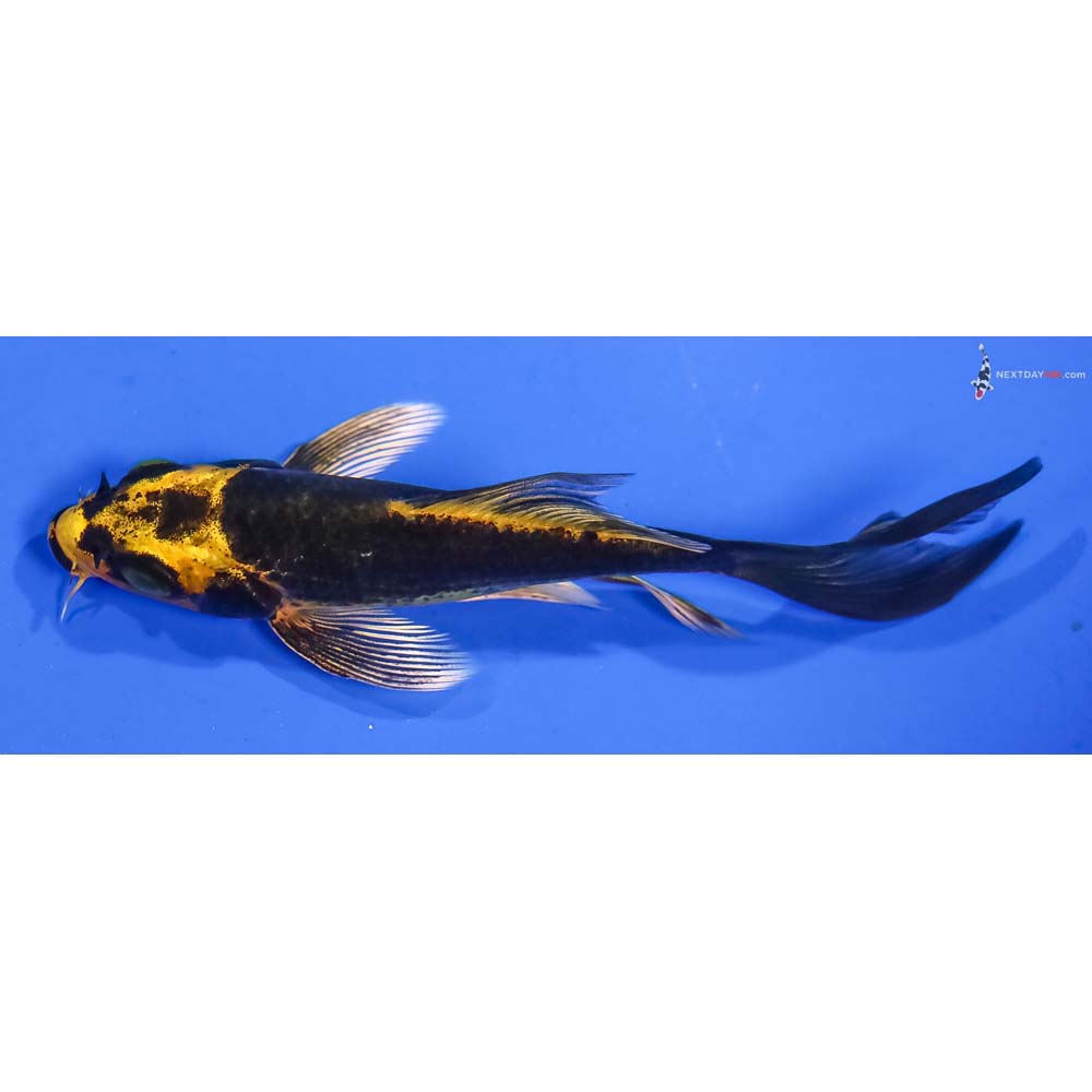 4” Imported Ki Matsuba Butterfly Koi