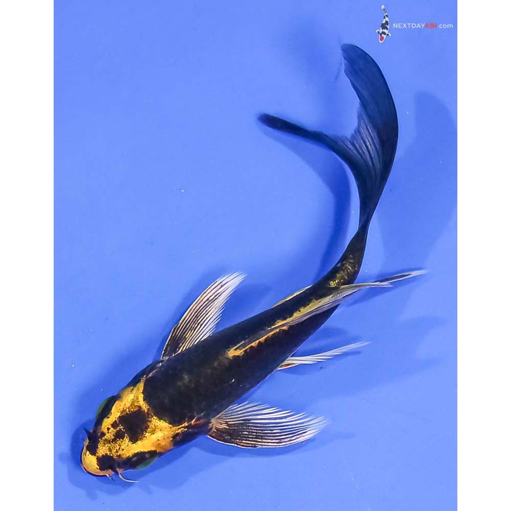4” Imported Ki Matsuba Butterfly Koi