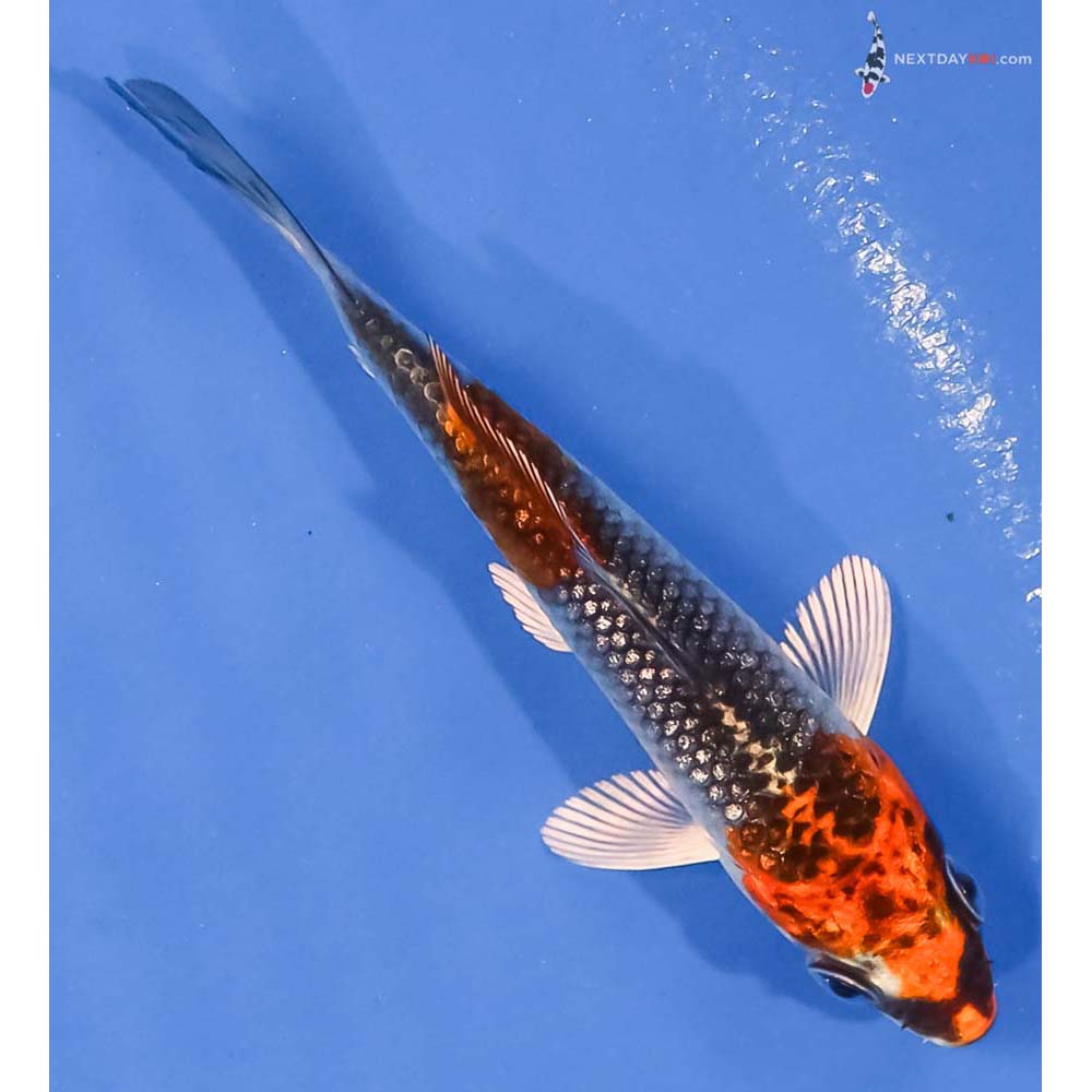 3” Imported Gin Rin Kujaku