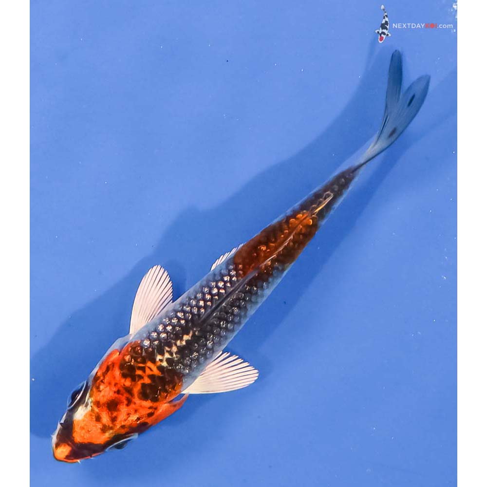 3” Imported Gin Rin Kujaku