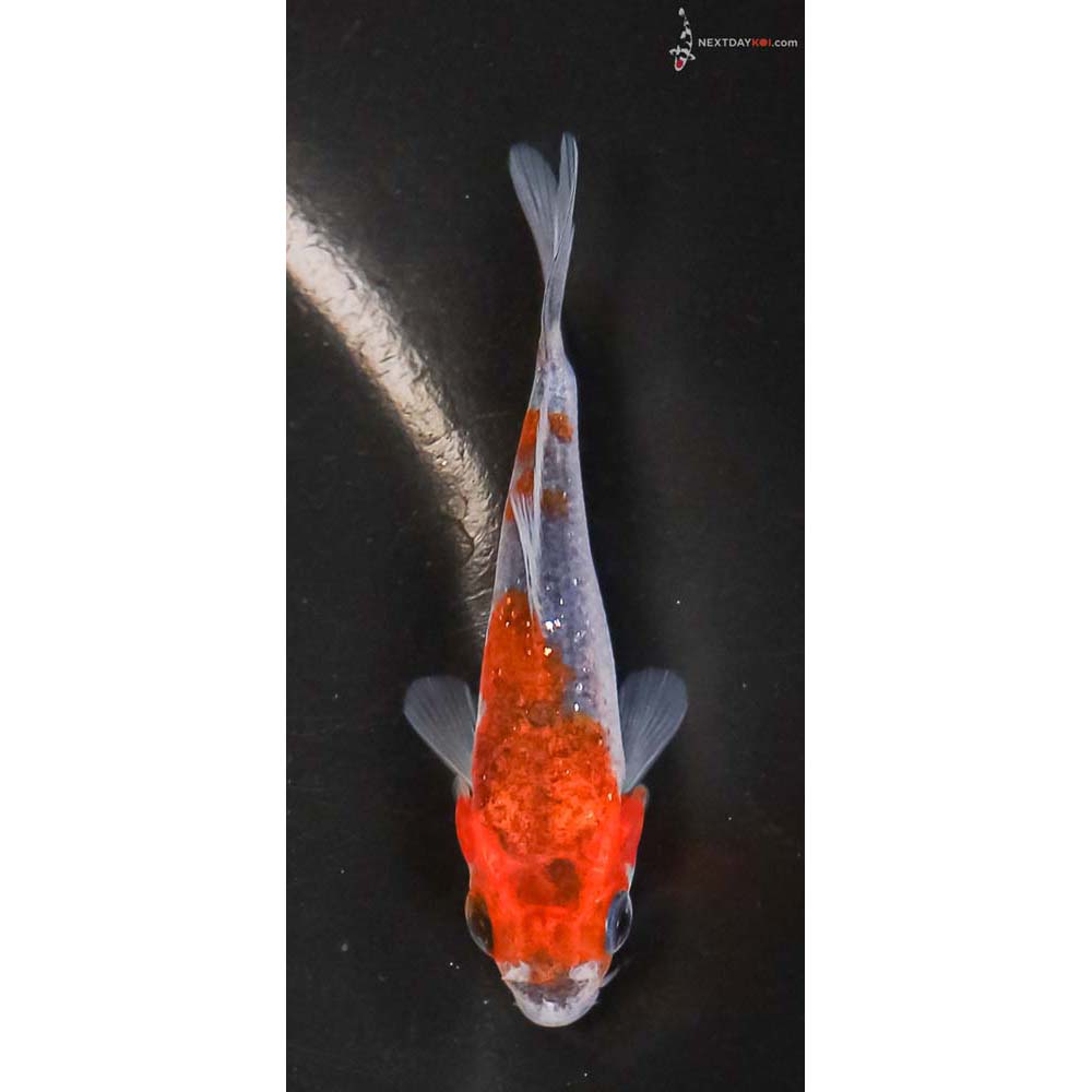 3” Imported Goshiki