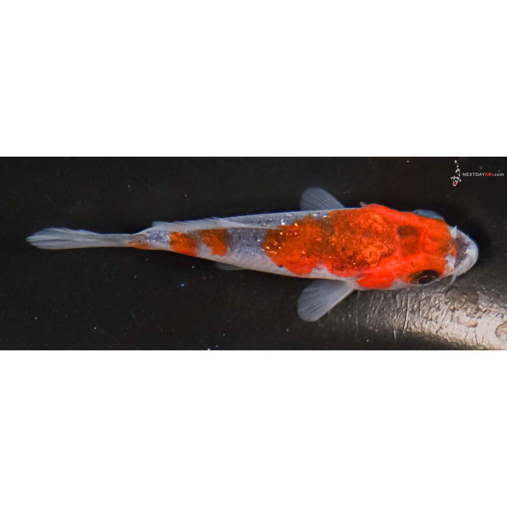 3” Imported Goshiki