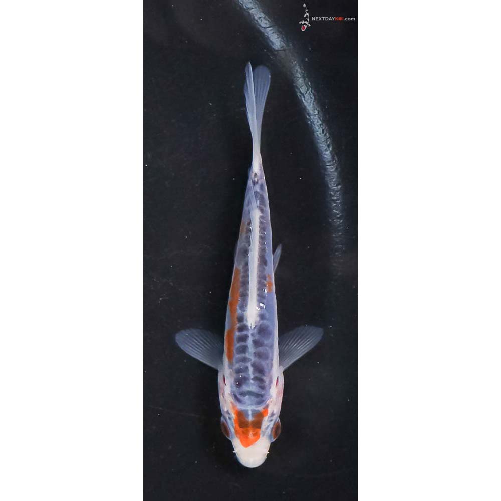 3” Imported Shusui