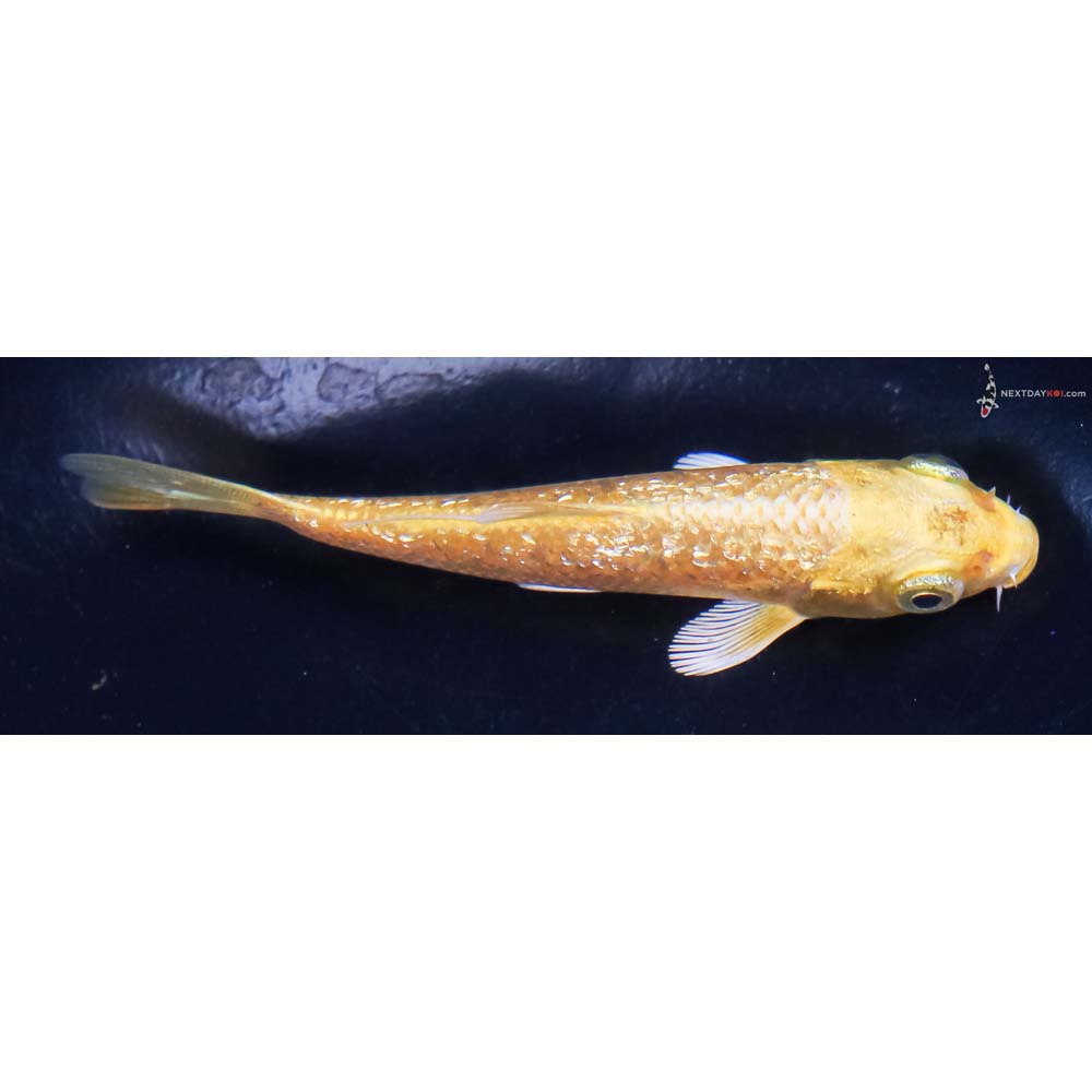 3.5” Imported Gin Rin Yamabuki Ogon