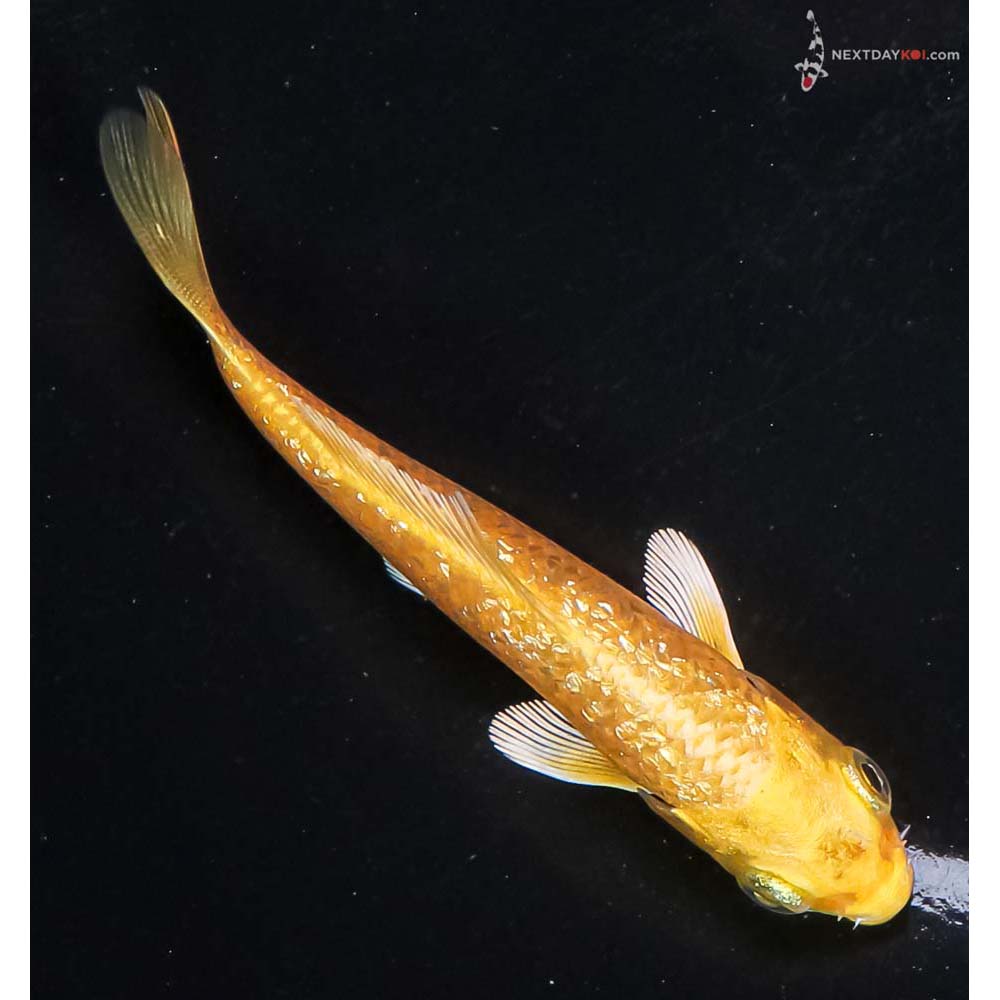 3.5” Imported Gin Rin Yamabuki Ogon