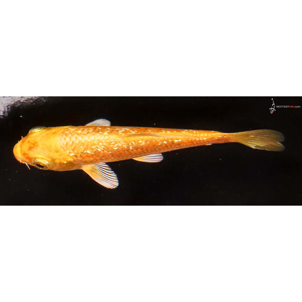 3.5” Imported Gin Rin Yamabuki Ogon