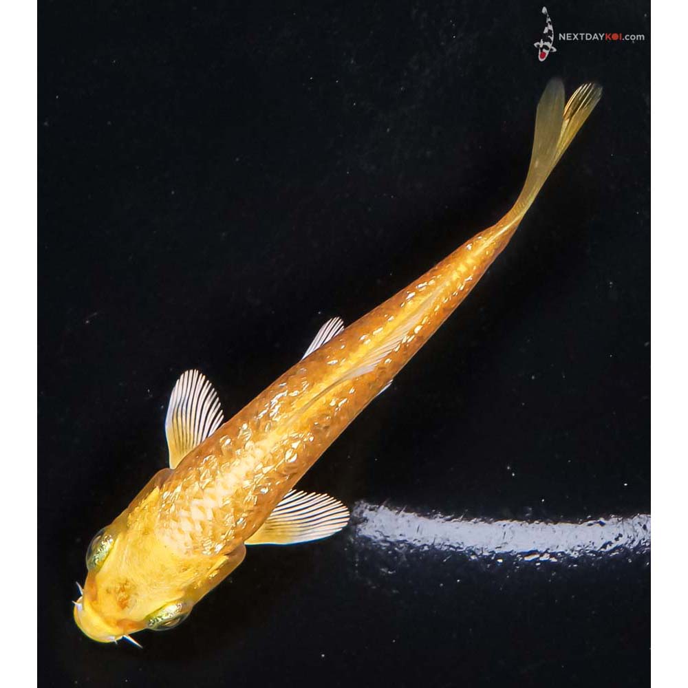 3.5” Imported Gin Rin Yamabuki Ogon