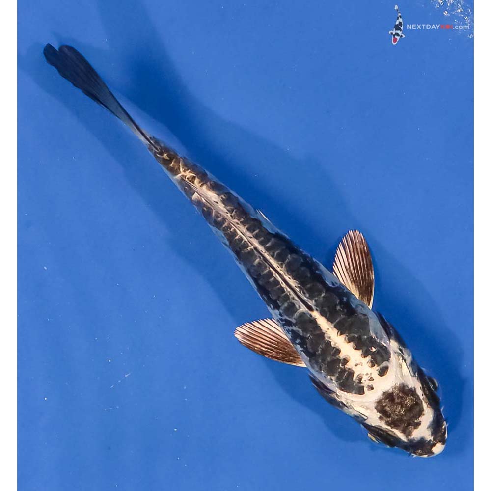 3.5” Imported Kikokuryu