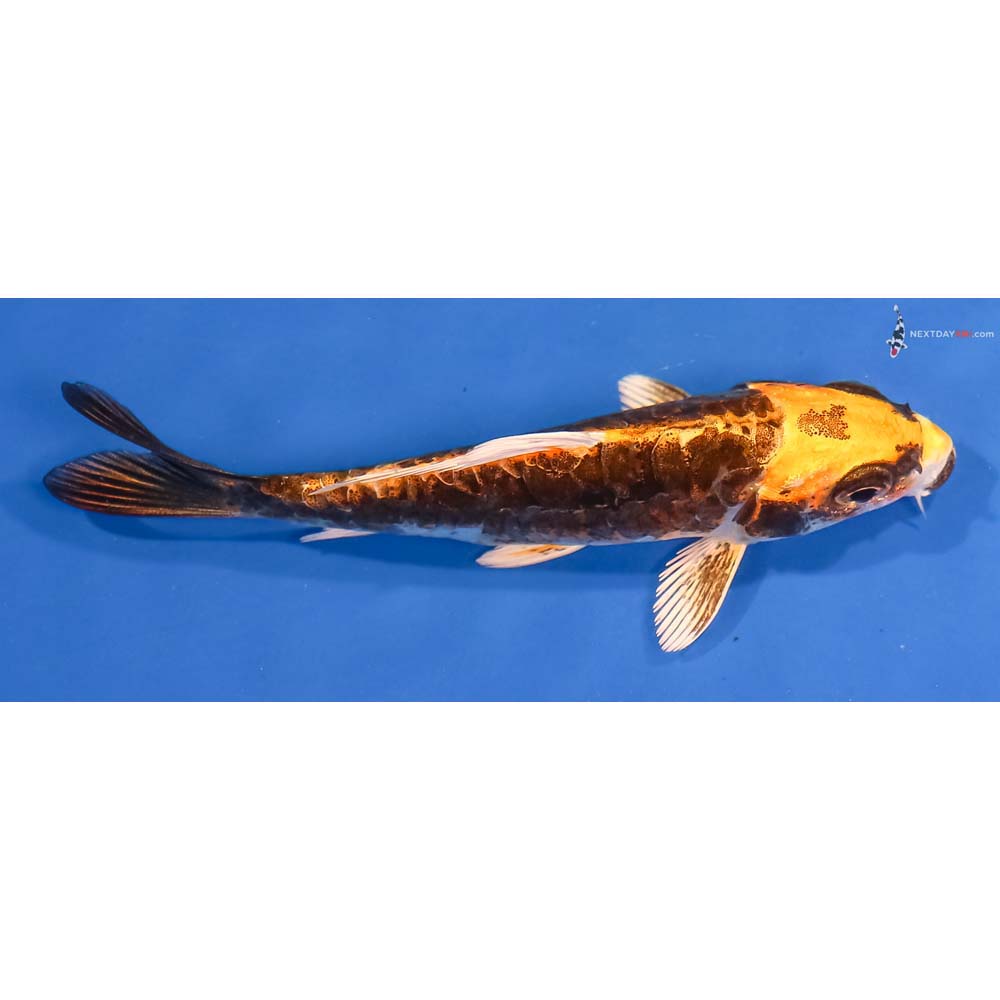 4” Imported Kin Kikokuryu