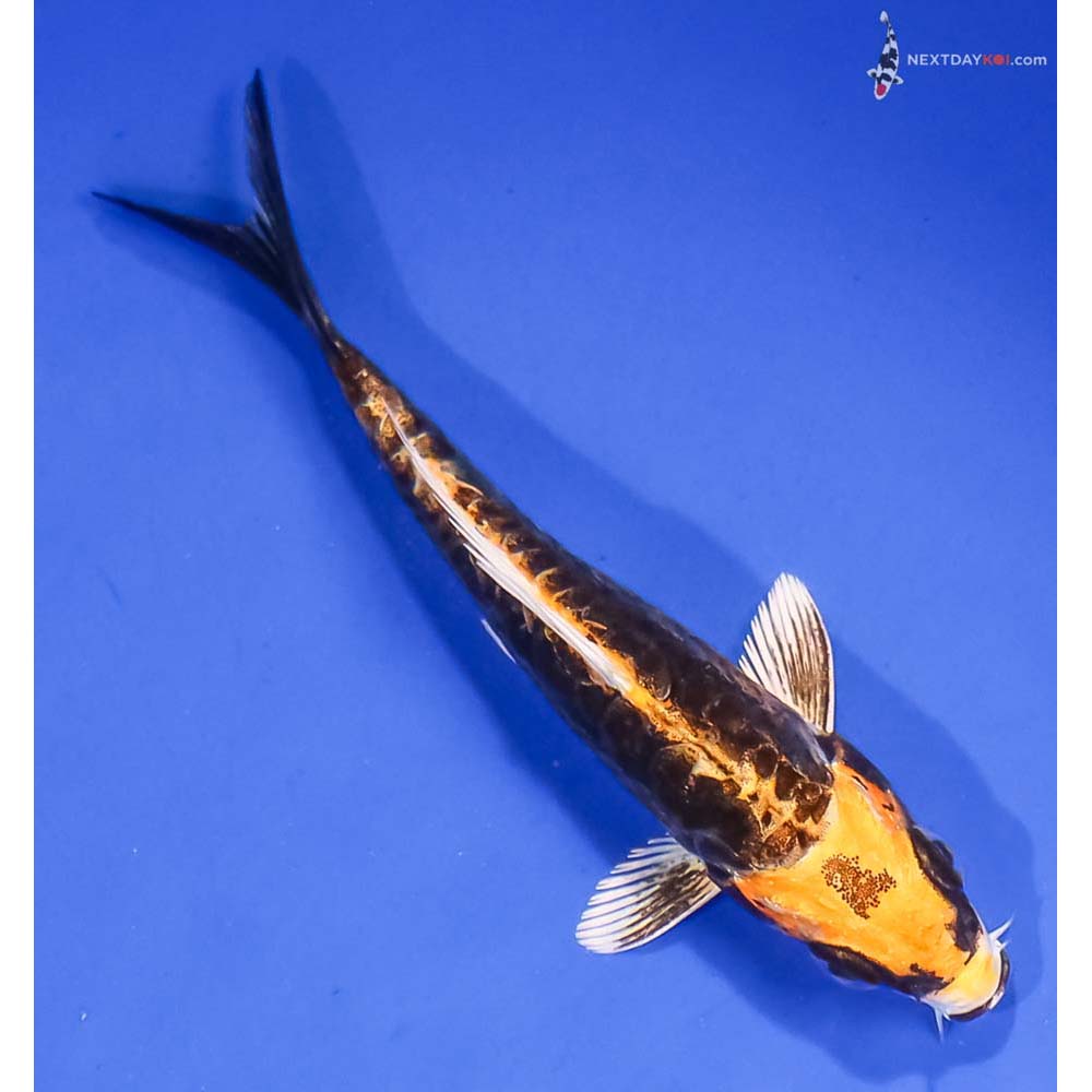 4” Imported Kin Kikokuryu