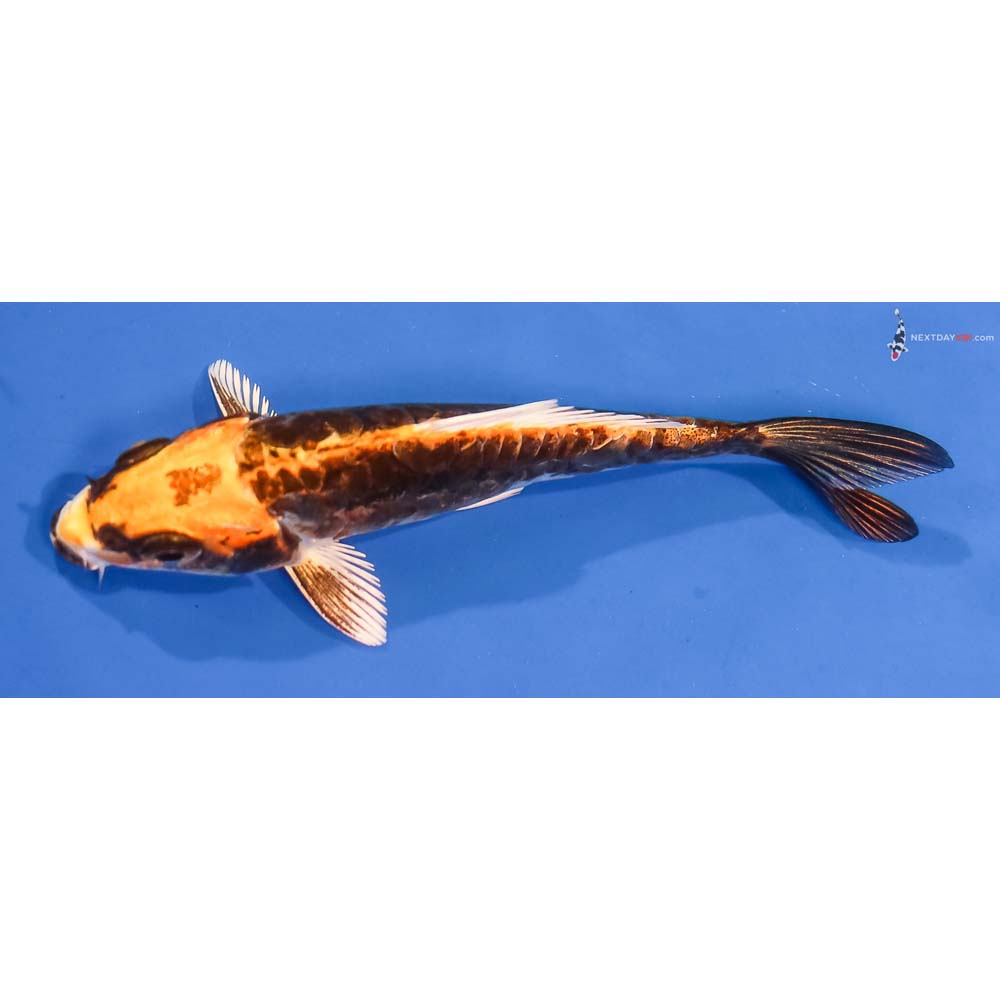 4” Imported Kin Kikokuryu