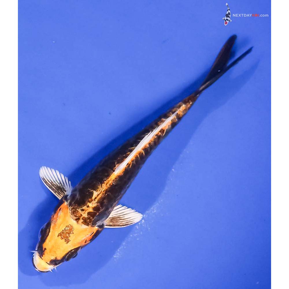 4” Imported Kin Kikokuryu