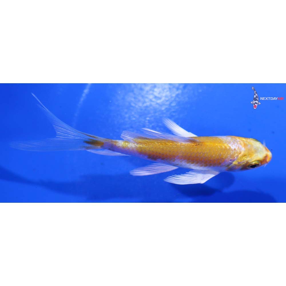 3.5” Imported Lemon Hariwake Butterfly Koi
