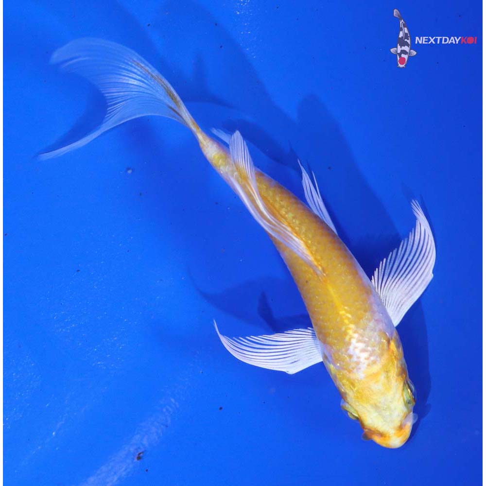 3.5” Imported Lemon Hariwake Butterfly Koi