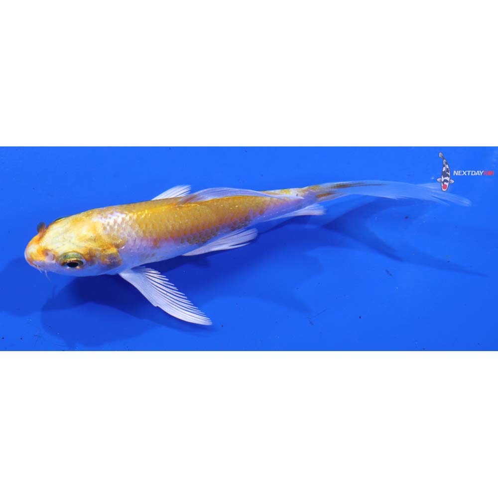 3.5” Imported Lemon Hariwake Butterfly Koi