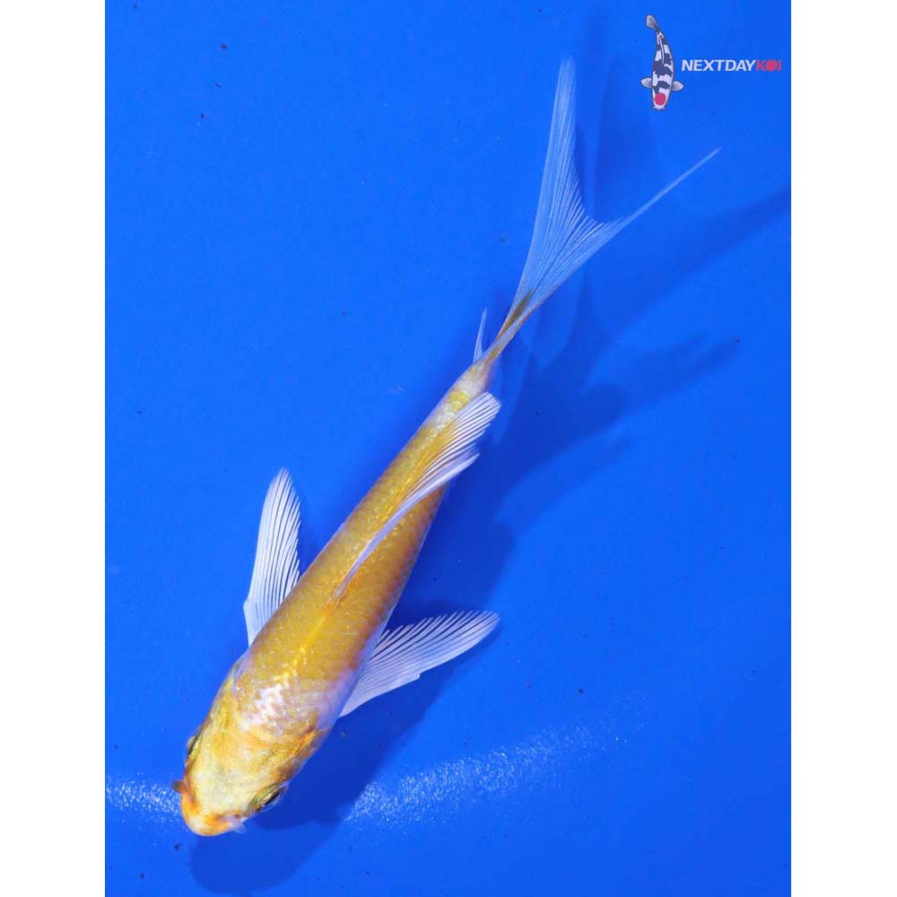 3.5” Imported Lemon Hariwake Butterfly Koi