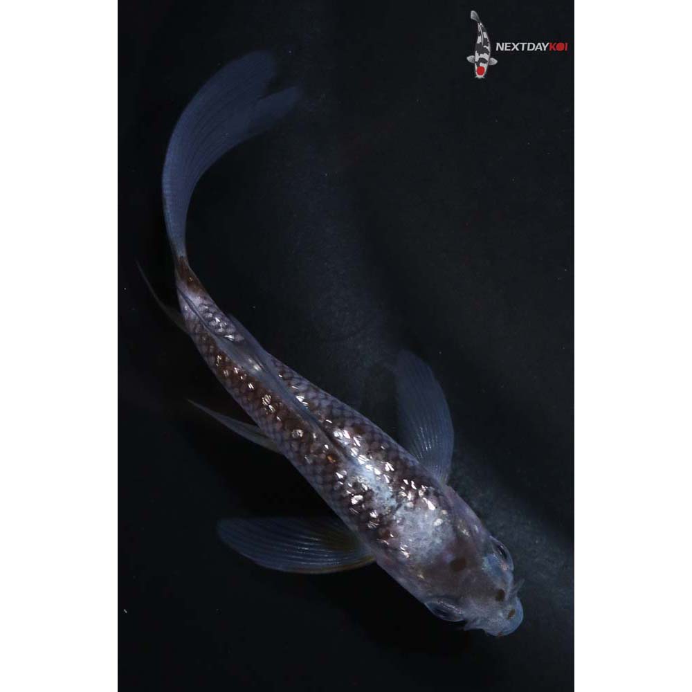 3.5” Imported Gin Rin Ochiba Shigure Butterfly Koi