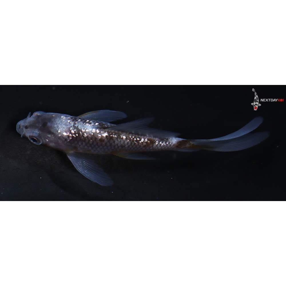 3.5” Imported Gin Rin Ochiba Shigure Butterfly Koi