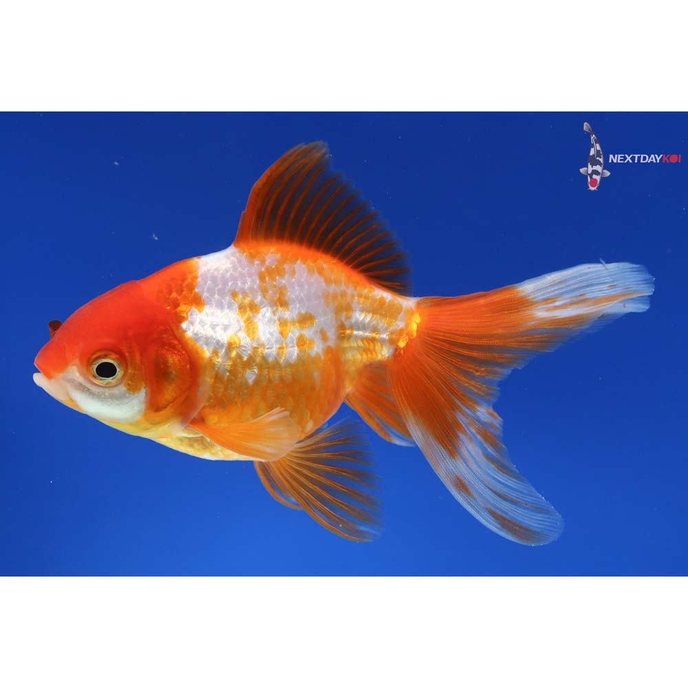 4.5” Imported Red and White Ryukin