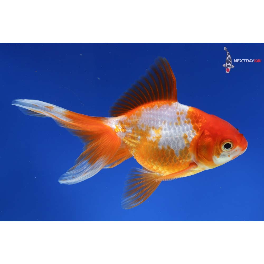 4.5” Imported Red and White Ryukin