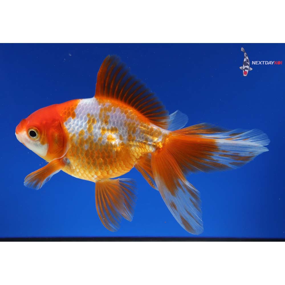 4.5” Imported Red and White Ryukin