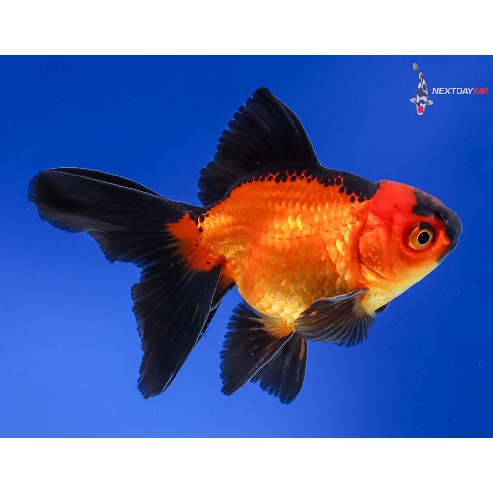 4” Imported Male Black and Red Ryukin