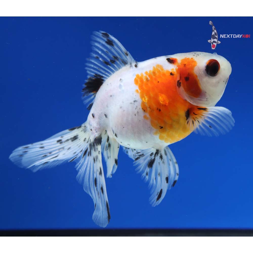 4.5” Imported Calico Ryukin
