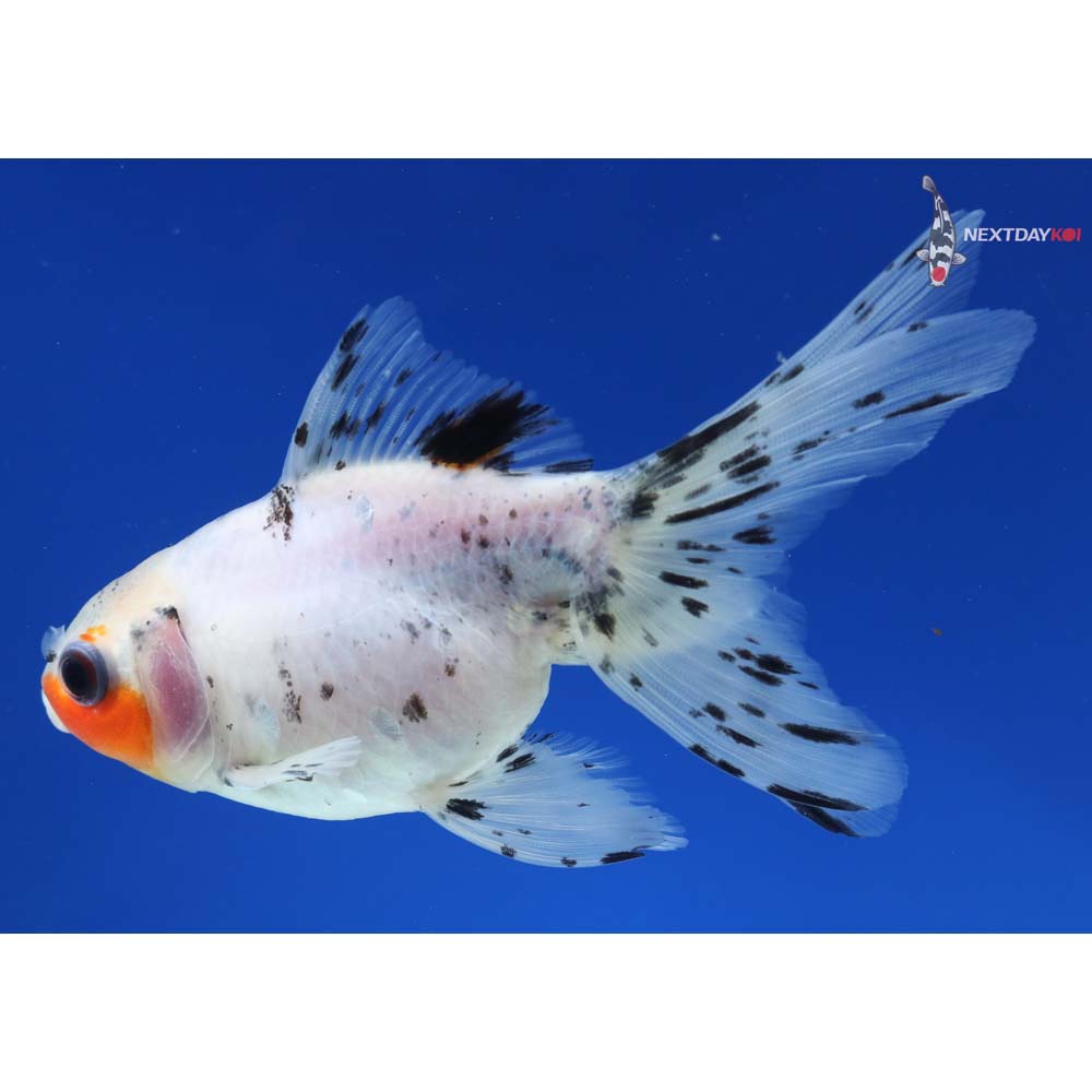 4.5” Imported Calico Ryukin