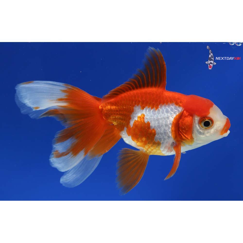 4.5” Imported Male Red and White Ryukin
