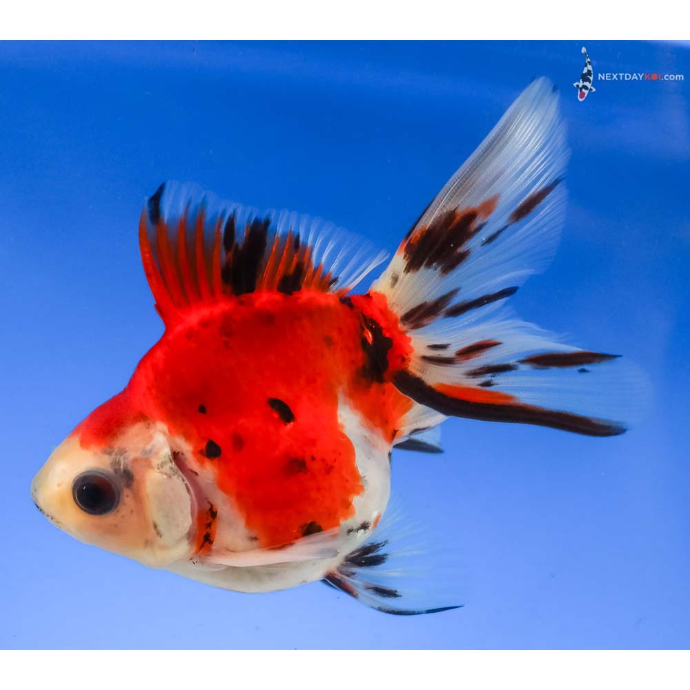 4” Imported Male Calico Ryukin