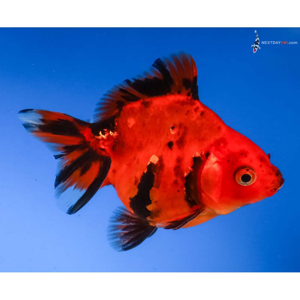 3.5” Imported Calico Ryukin
