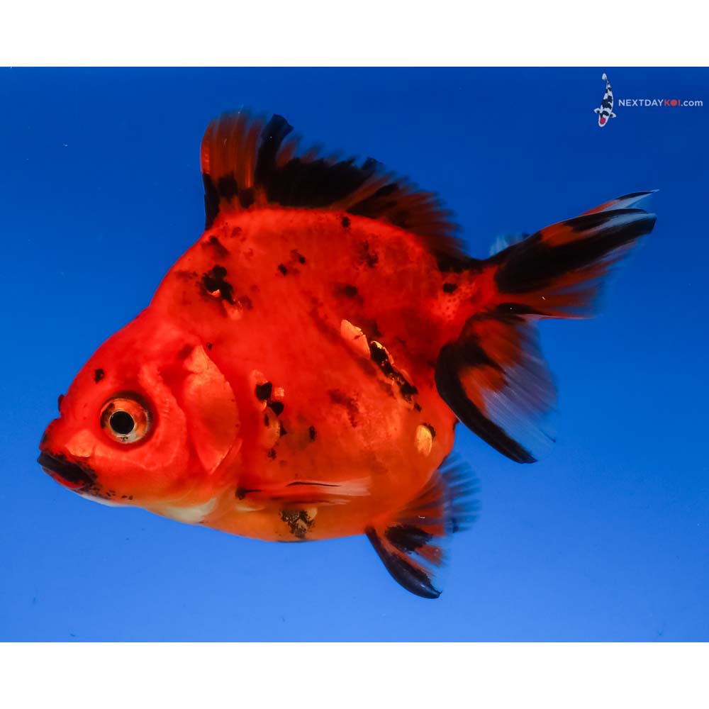 3.5” Imported Calico Ryukin