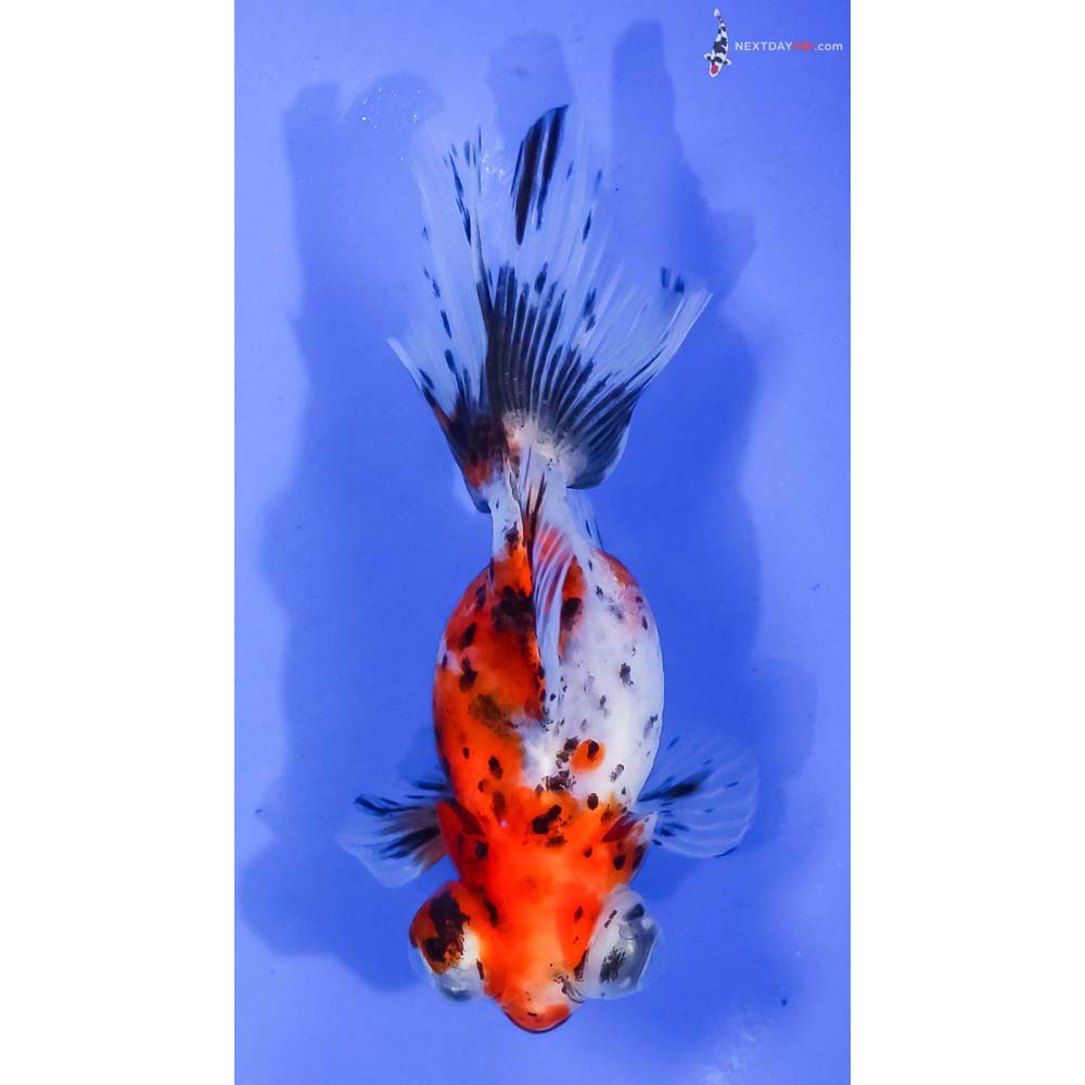 4” Imported Calico Butterfly Tail
