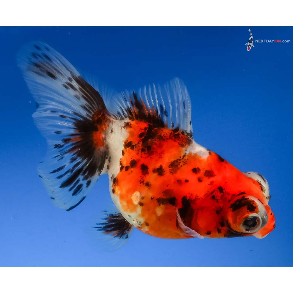 4” Imported Calico Butterfly Tail