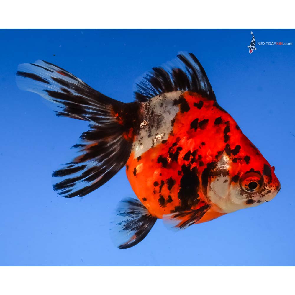 4” Imported Calico Ryukin
