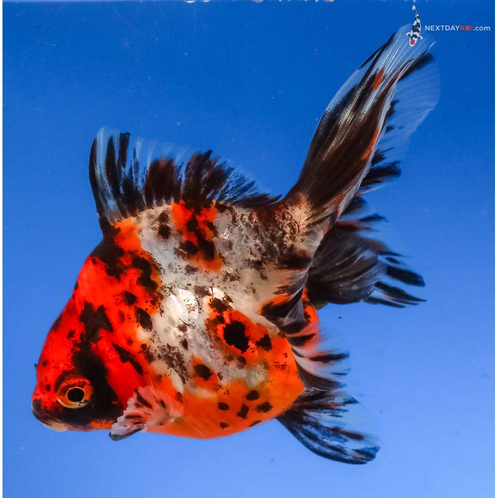4” Imported Calico Ryukin