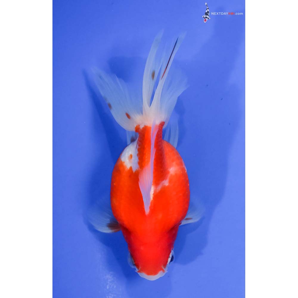 4.5” Imported Male Red and White Pearlscale