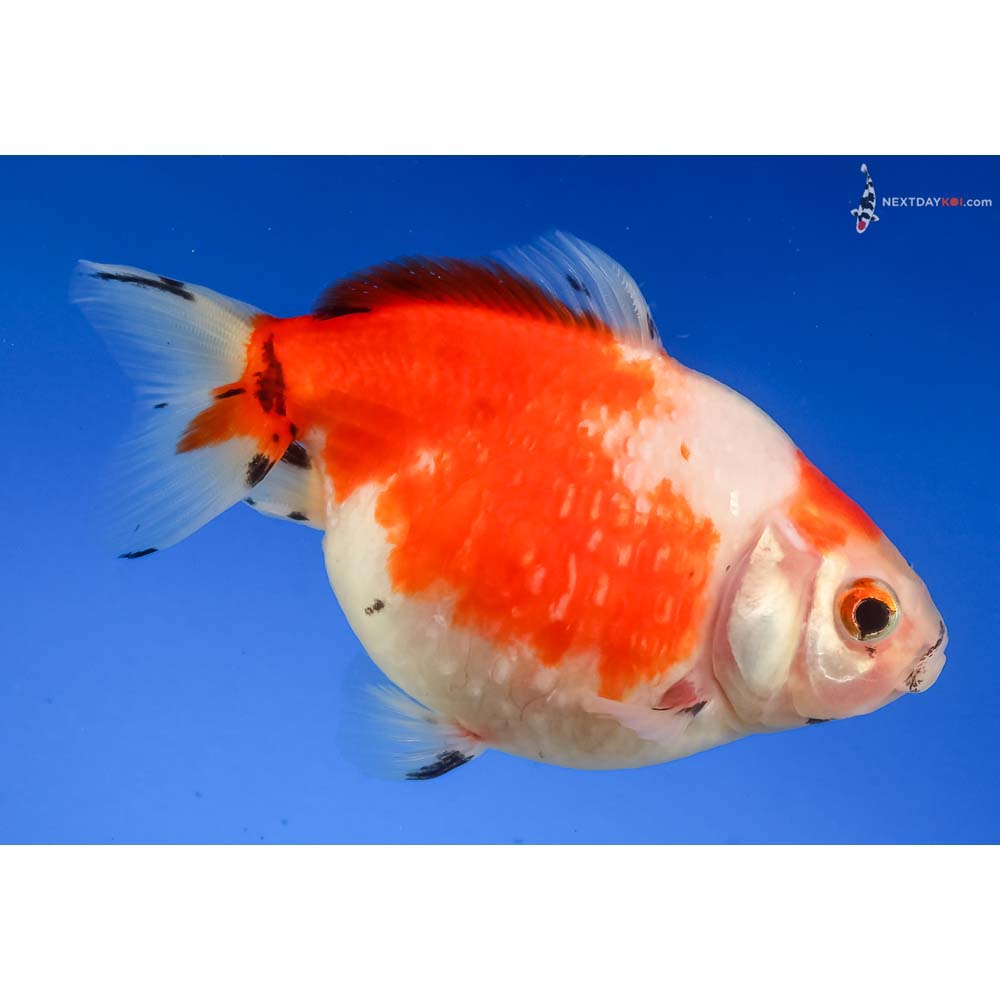 3.5” Imported Red and White Pearlscale