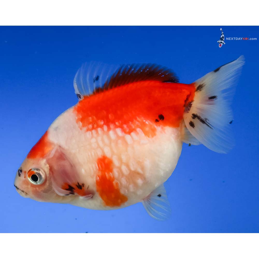 3.5” Imported Red and White Pearlscale