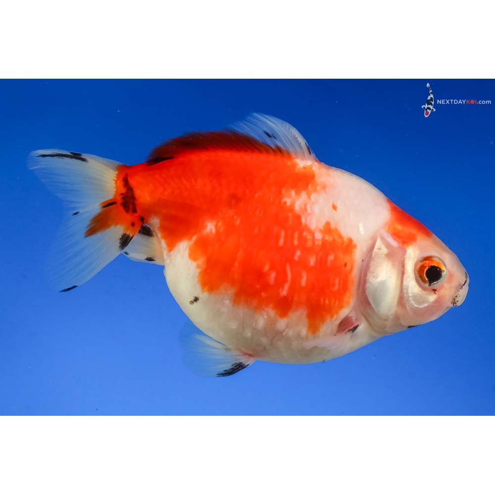 3.5” Imported Red and White Pearlscale