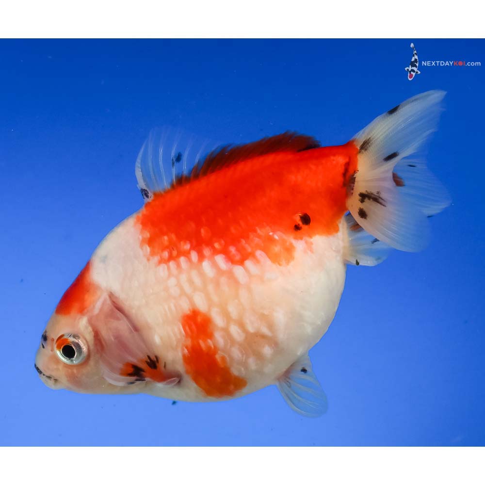 3.5” Imported Red and White Pearlscale