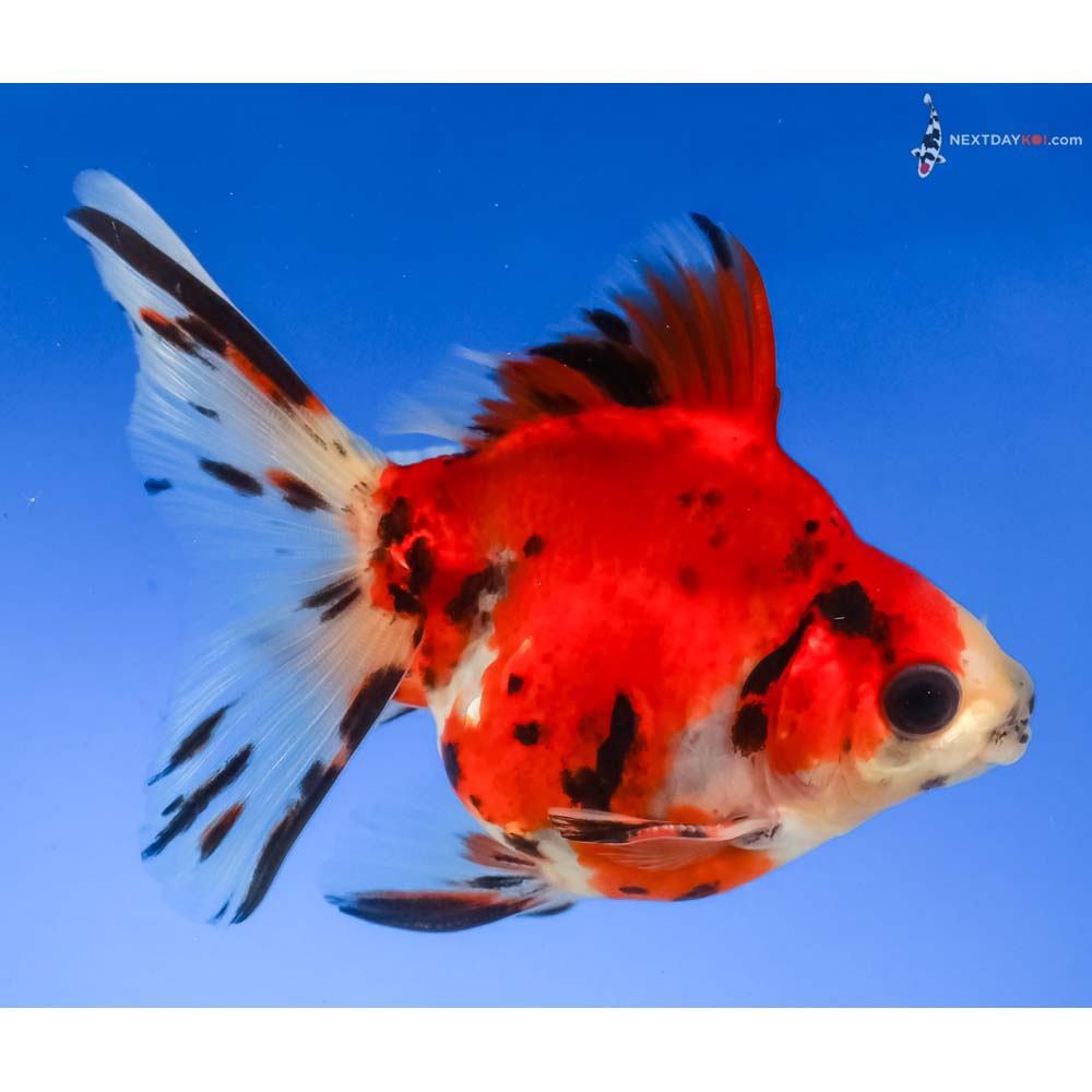 4” Imported Male Calico Ryukin