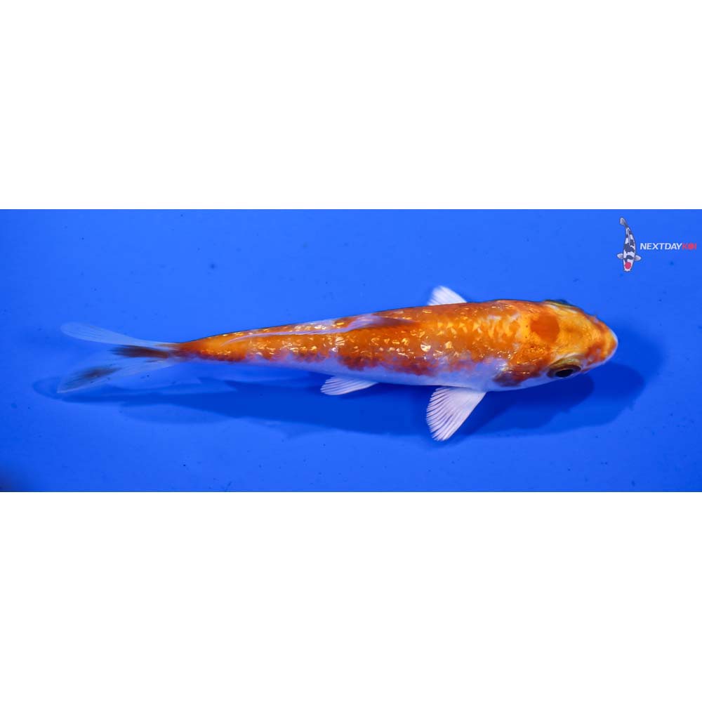 3” Imported Gin Rin Hariwake